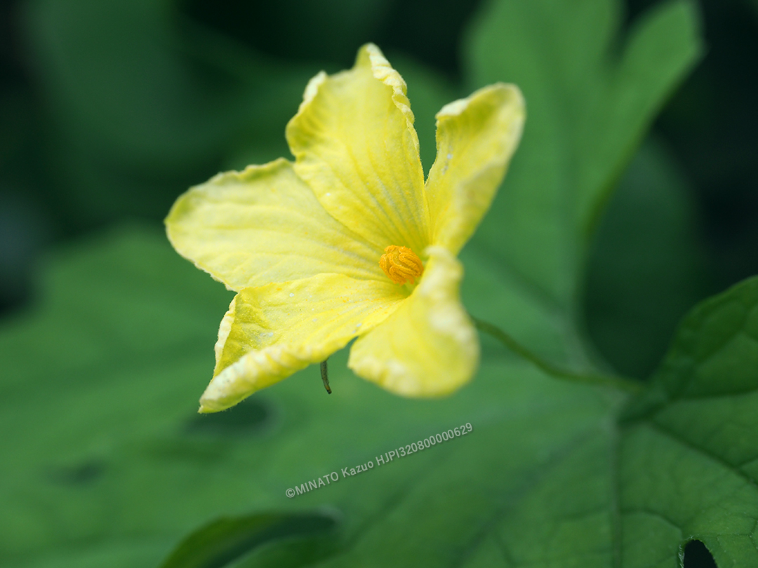 ゴーヤー花