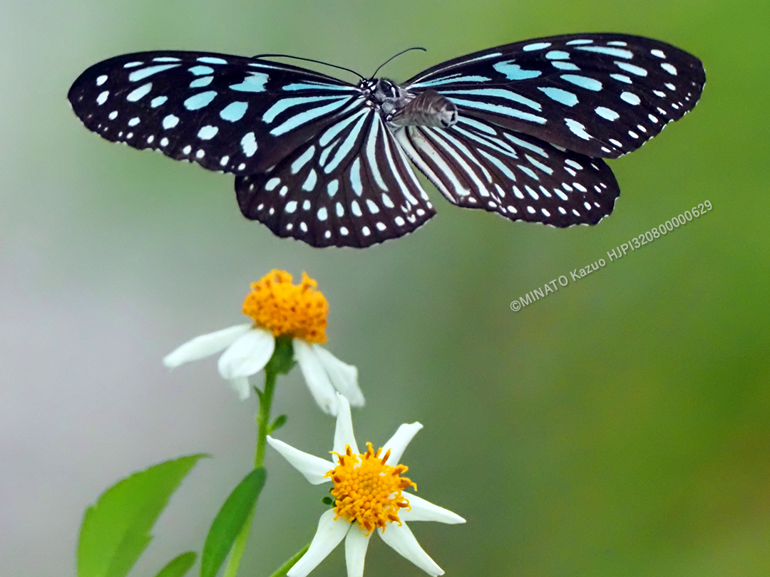リュウキュウアサギマダラ