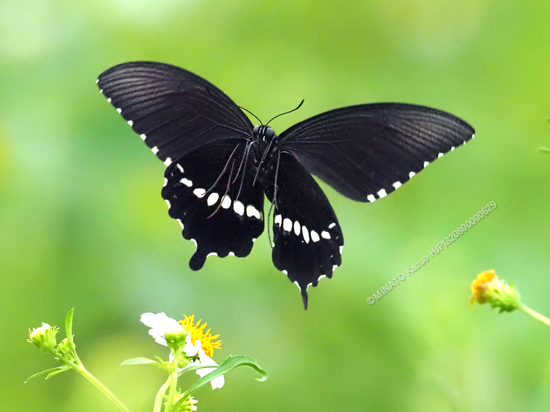 シロオビアゲハ