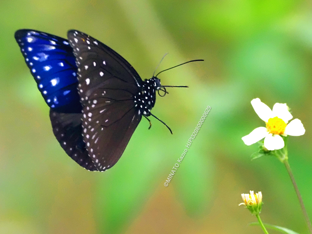 ツマムラサキマダラ雄