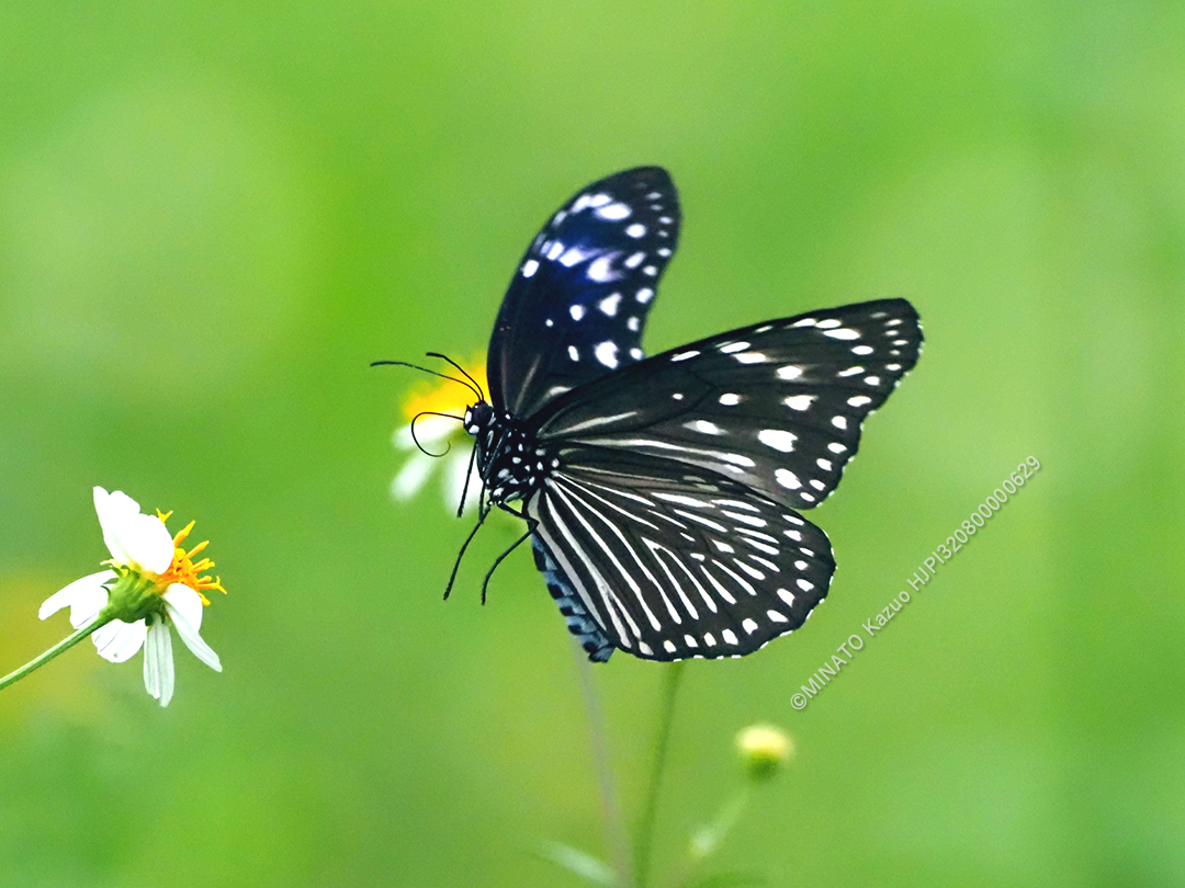 ツマムラサキマダラ雌
