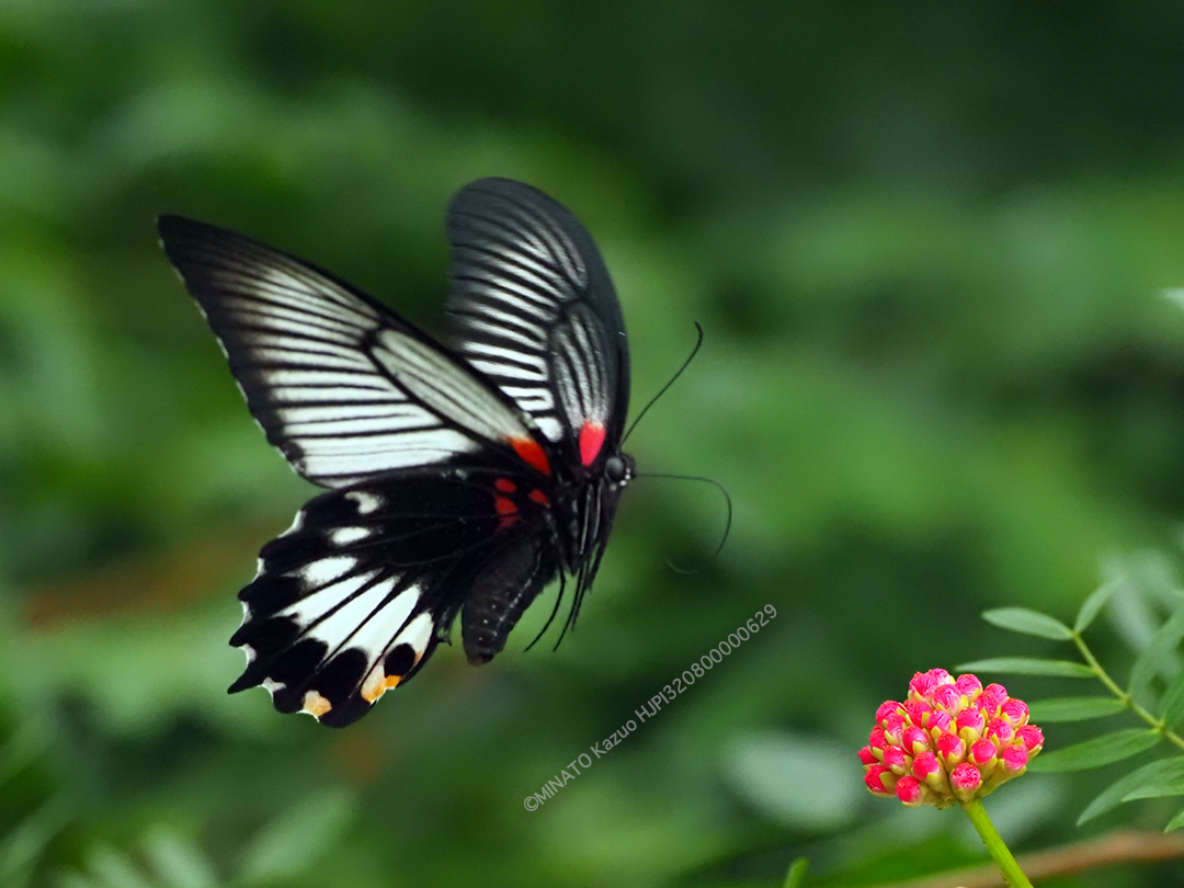 ナガサキアゲハ雌