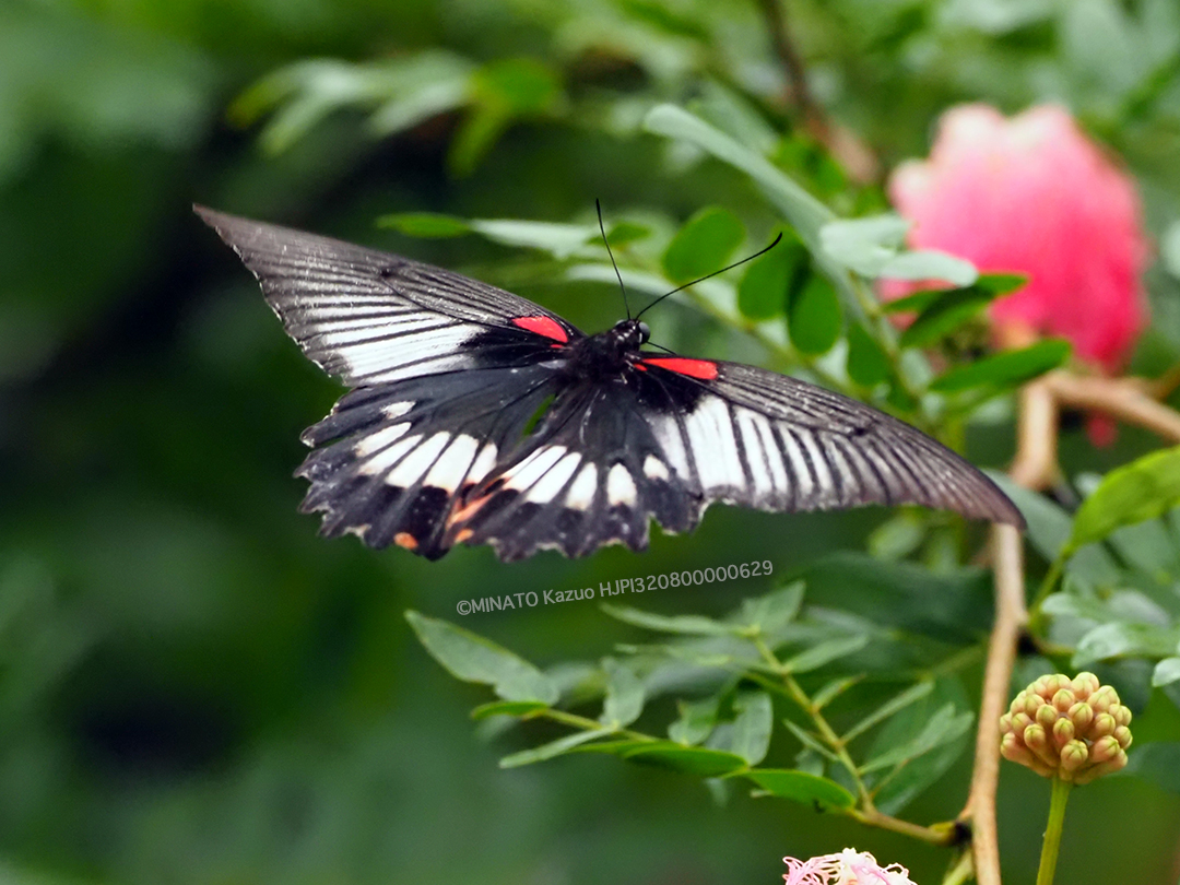 ナガサキアゲハ雌