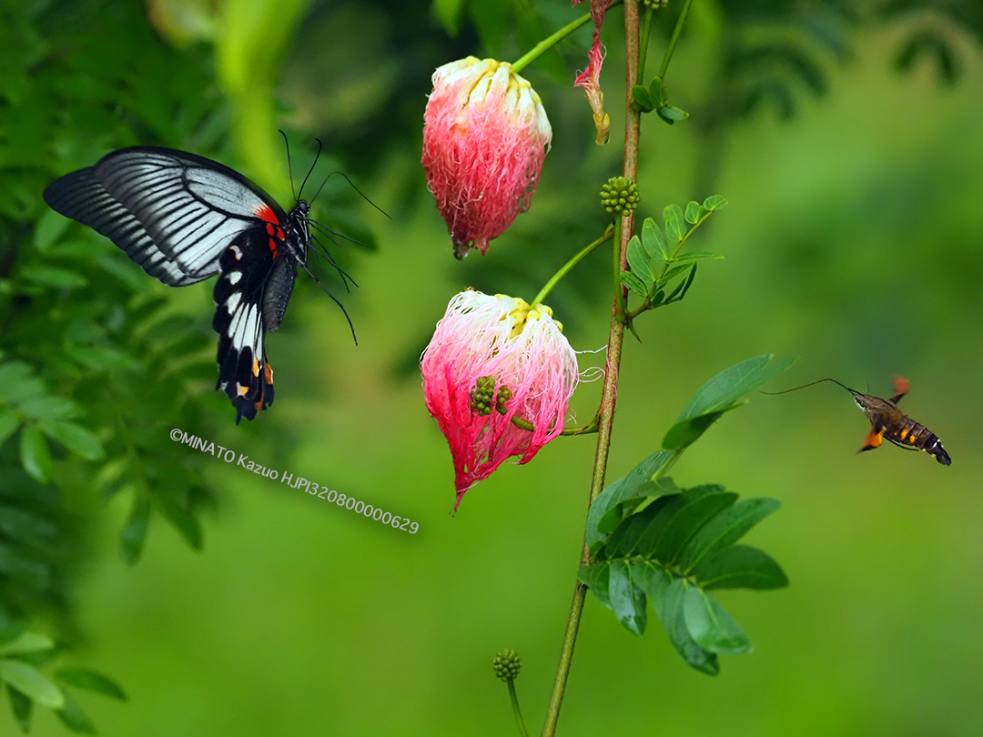 ナガサキアゲハ雌とホウジャク