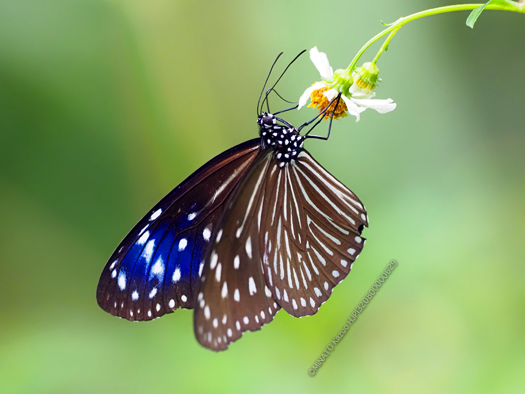 ツマムラサキマダラ雌