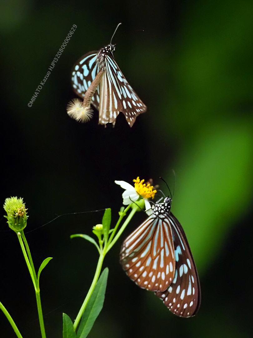リュウキュウアサギマダラ求愛行動