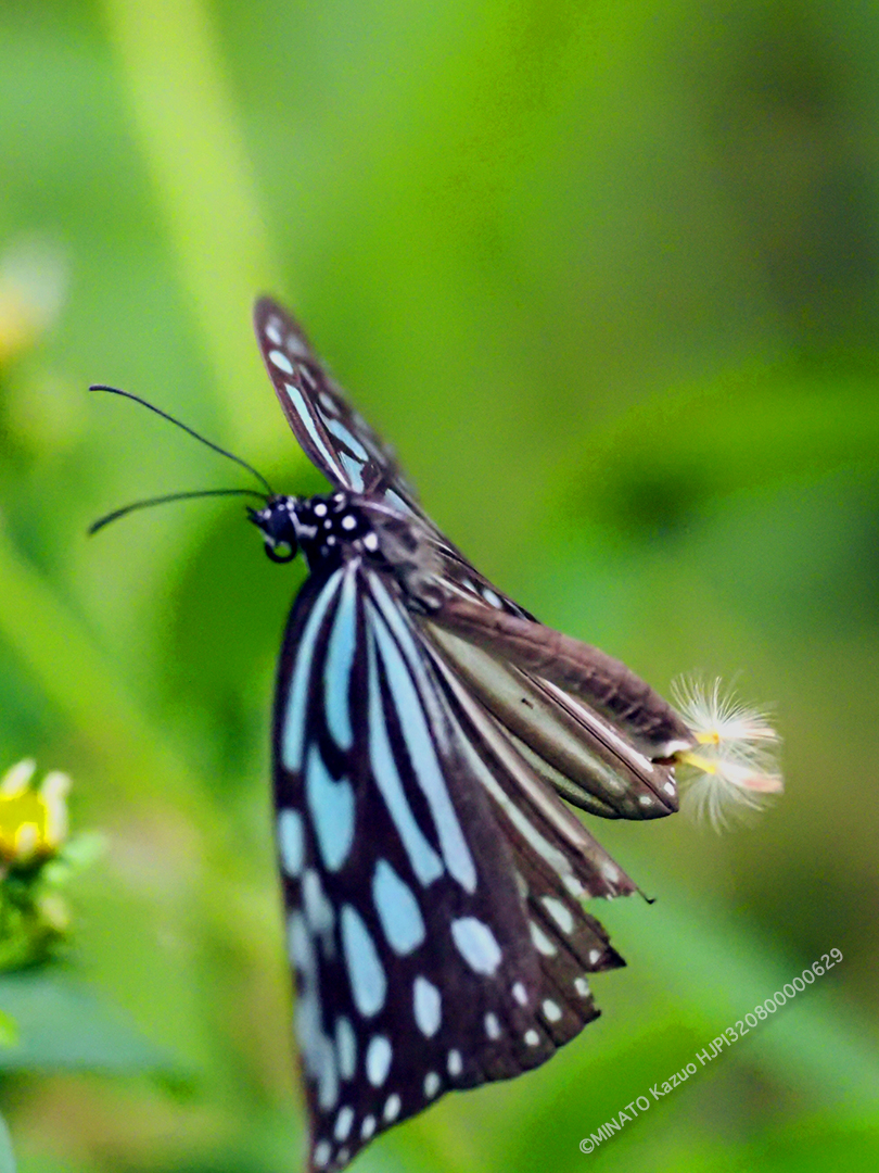 リュウキュウアサギマダラ雄