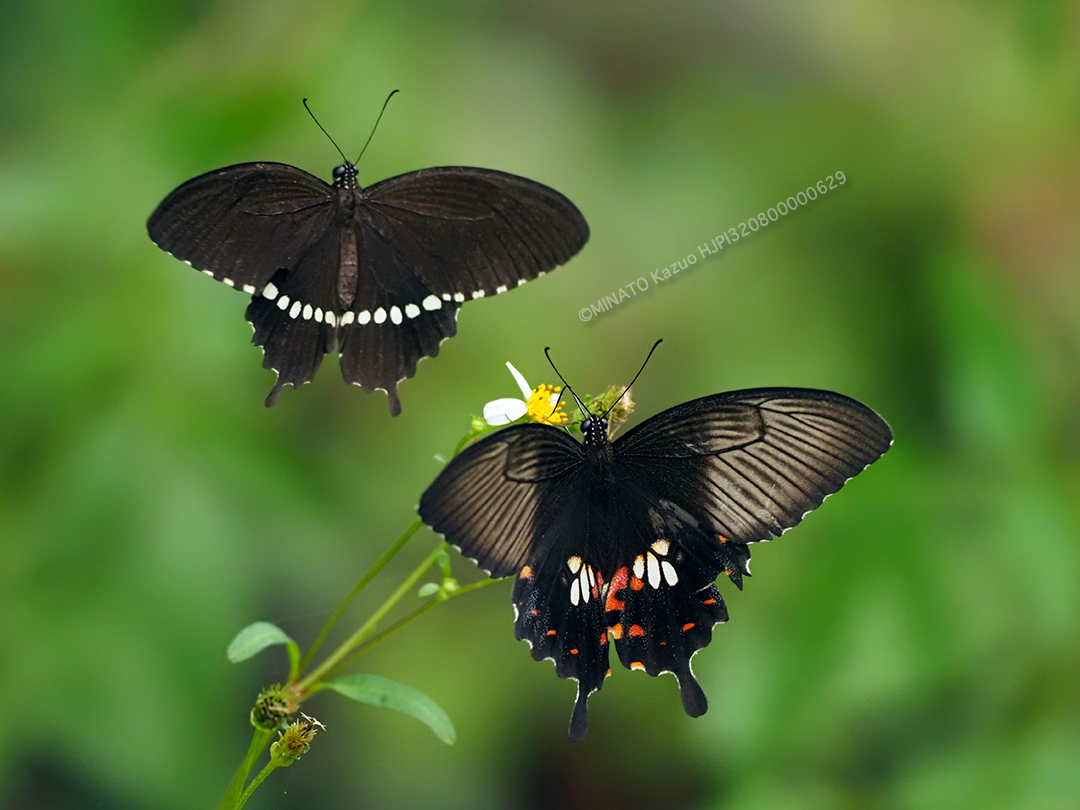II型雌に求愛するシロオビアゲハ