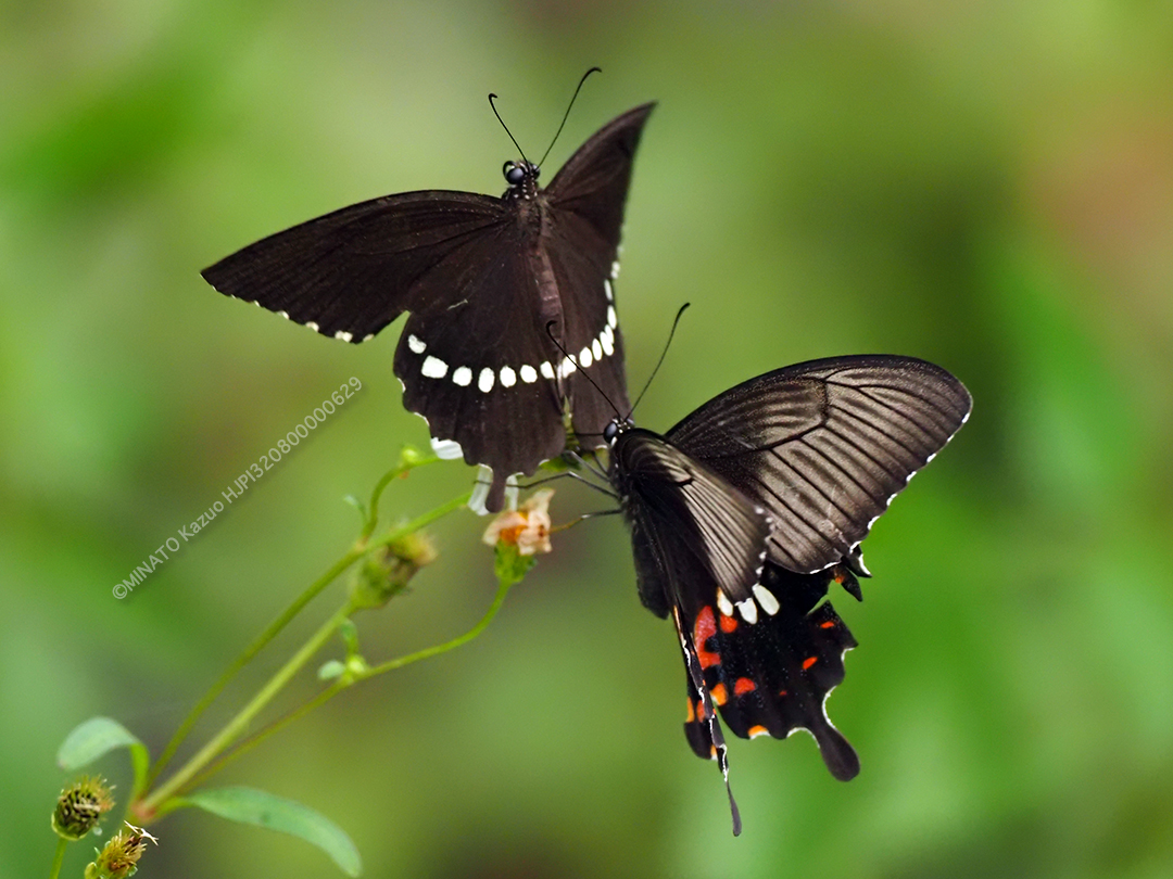 シロオビアゲハ