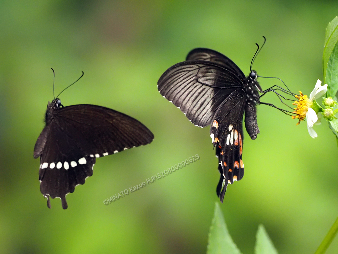 シロオビアゲハ