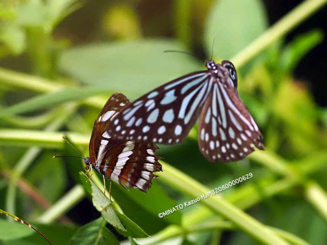 リュウキュウアサギマダラ