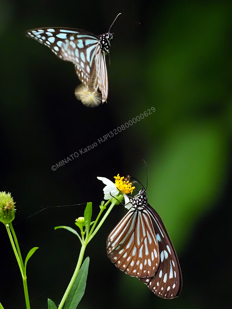 リュウキュウアサギマダラ