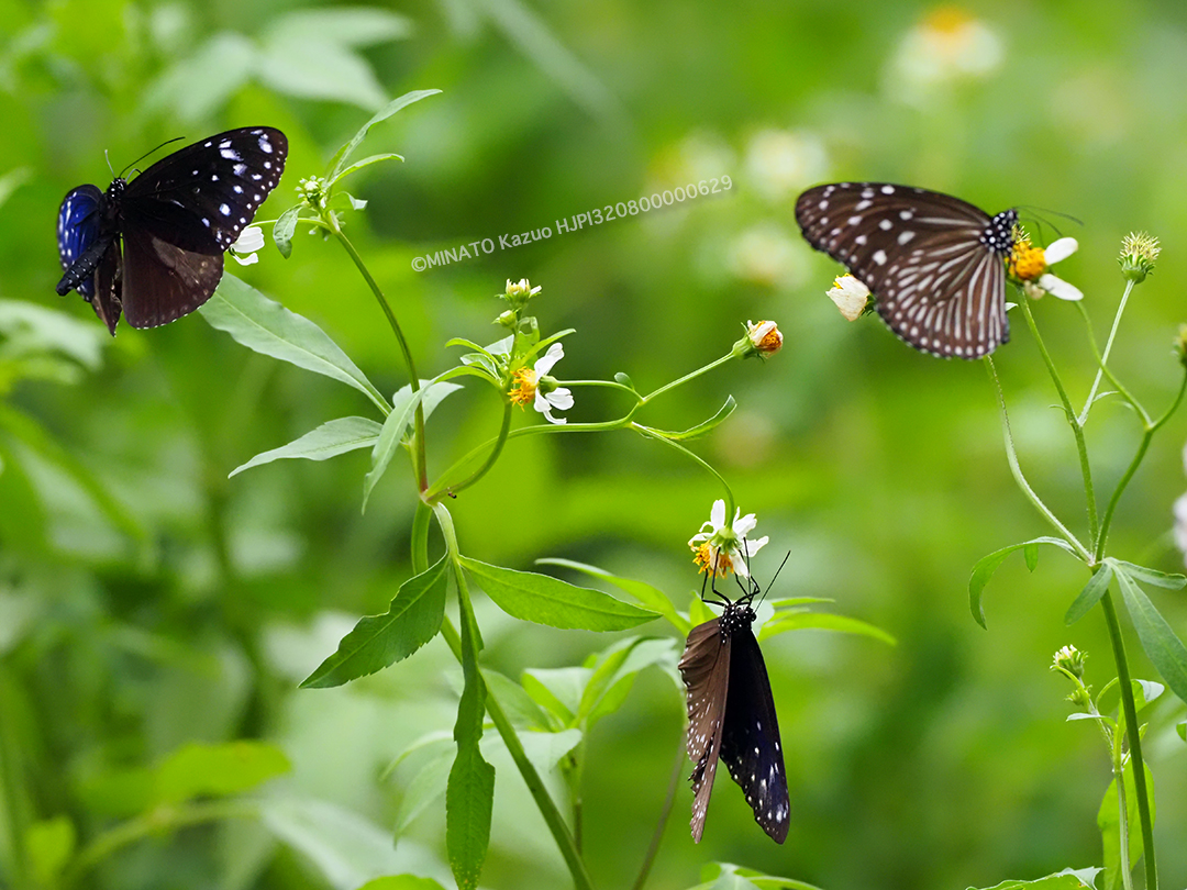 ツマムラサキマダラ