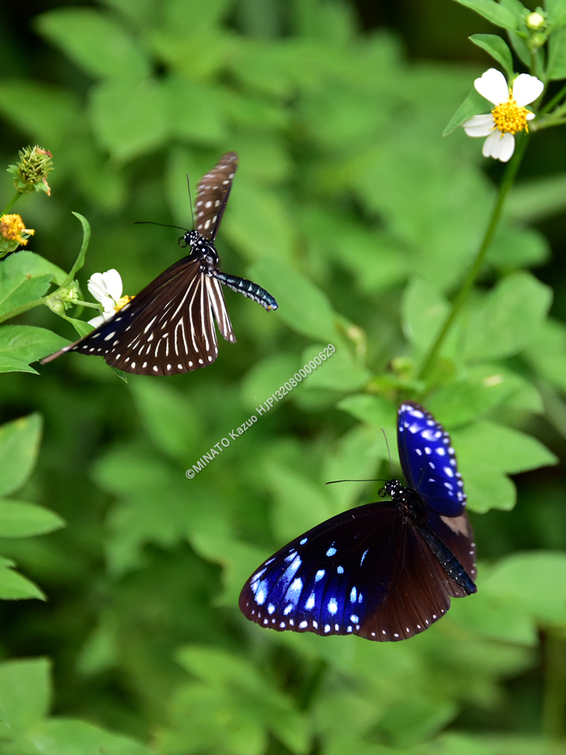 ツマムラサキマダラ