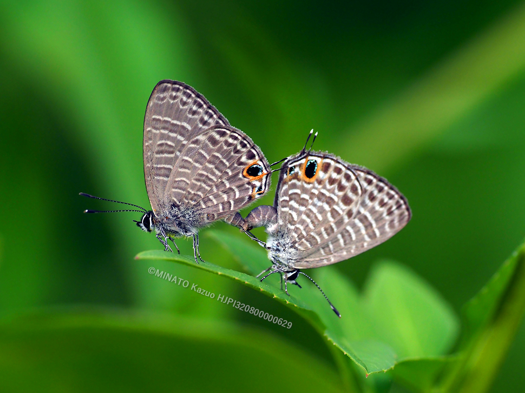 アマミウラナミシジミ