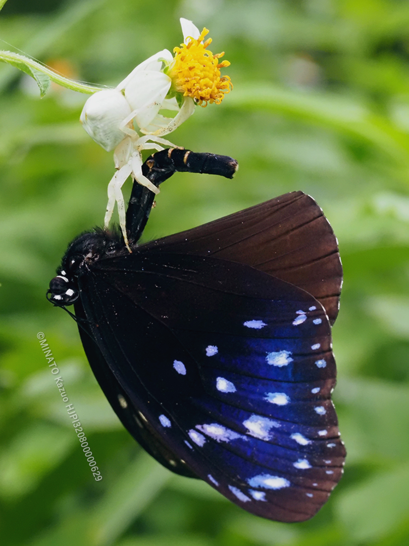 ツマムラサキマダラ