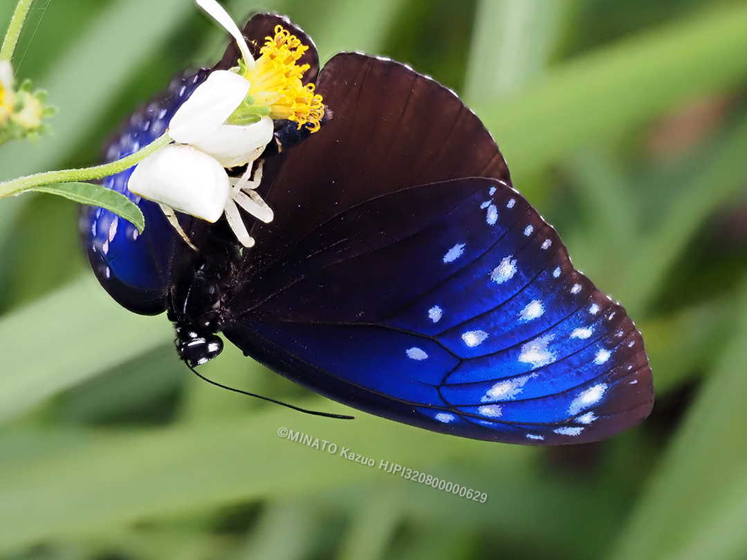 ツマムラサキマダラ