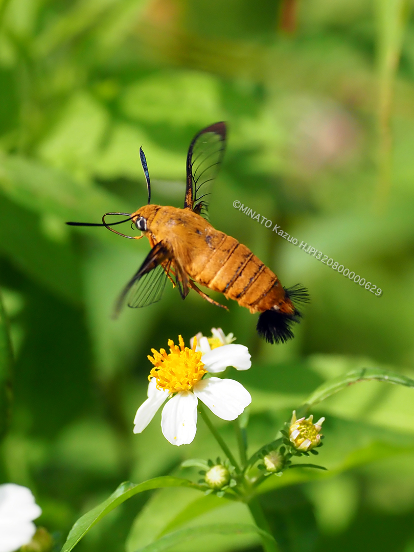 リュウキュウオオスカシバ