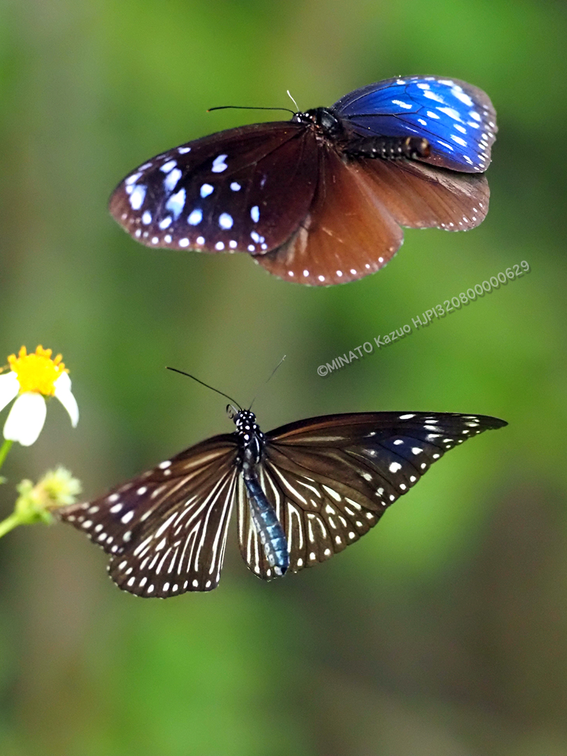 ツマムラサキマダラ求愛行動