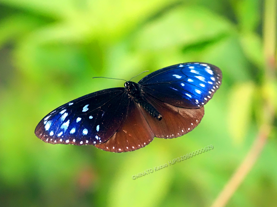 ツマムラサキマダラ雄