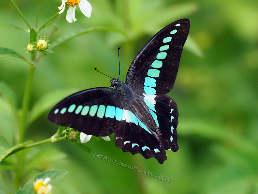 アオスジアゲハ