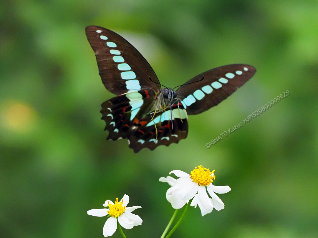 アオスジアゲハ