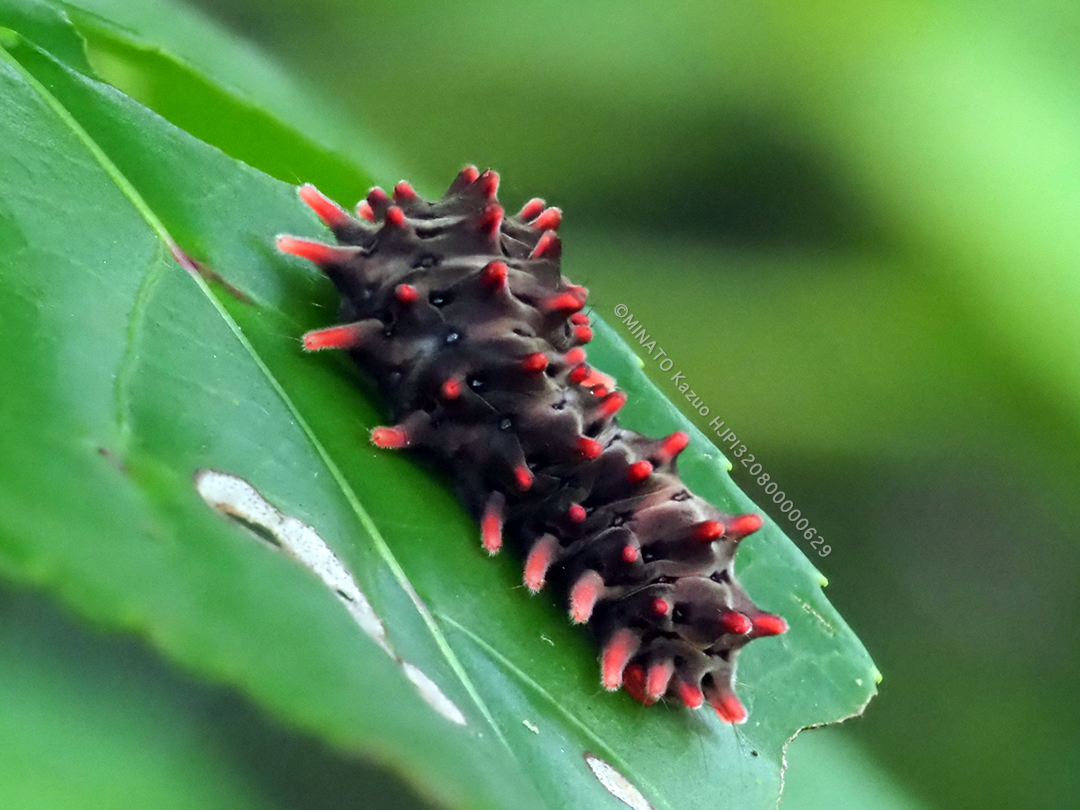 クロツバメ幼虫