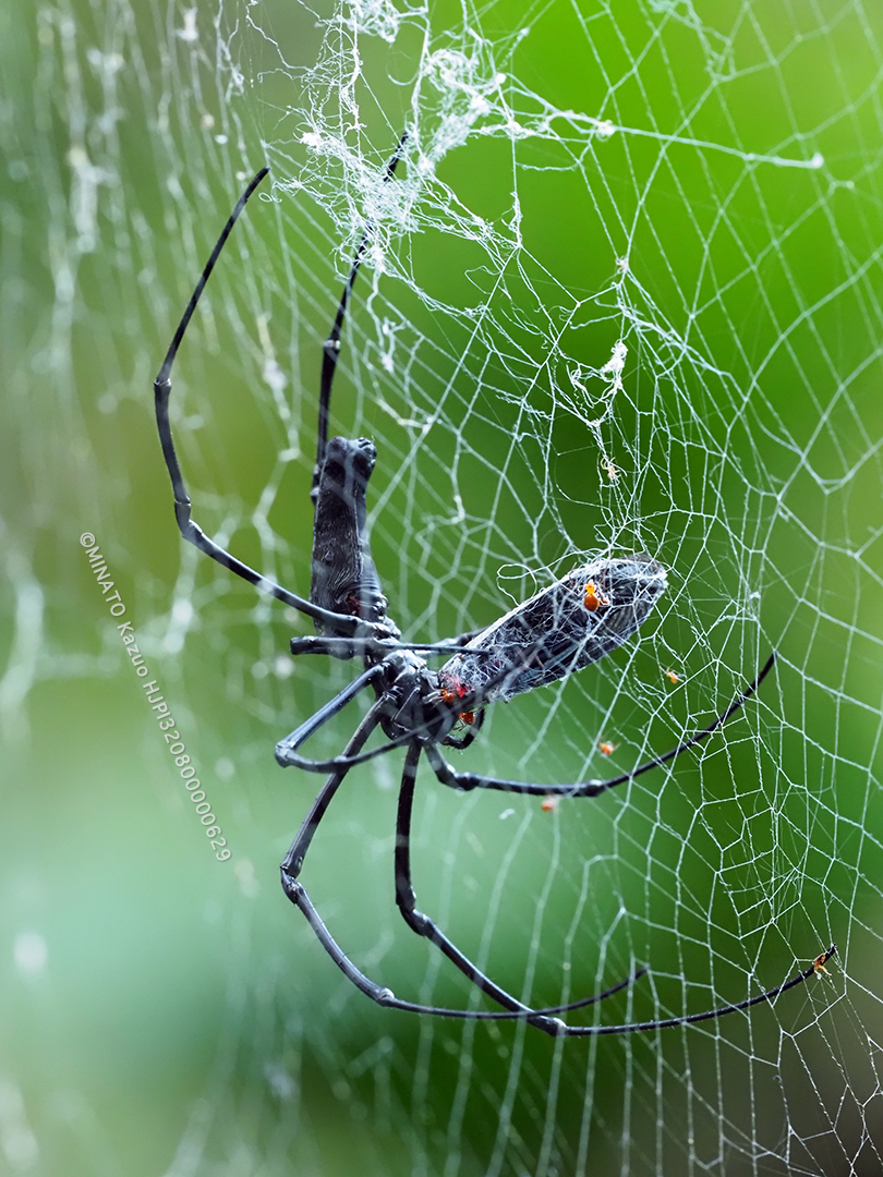 オオジョロウグモ