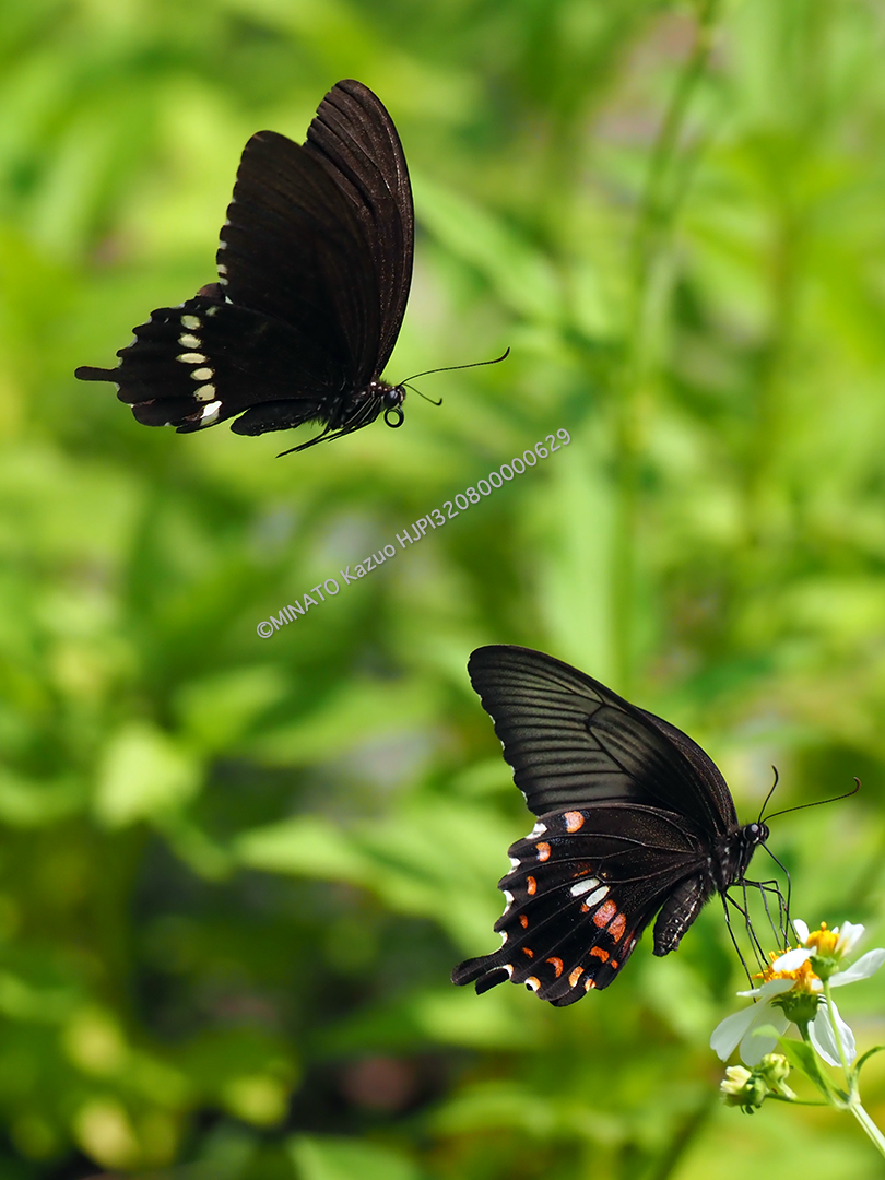 シロオビアゲハ