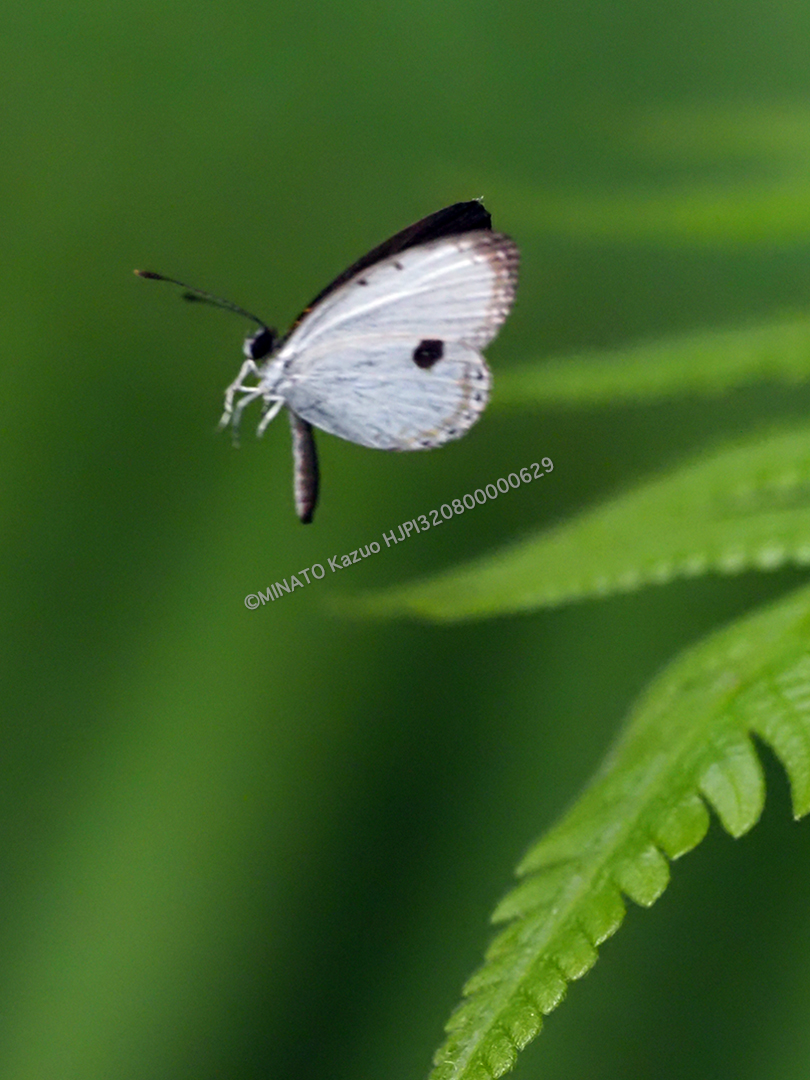 リュウキュウウラボシシジミ