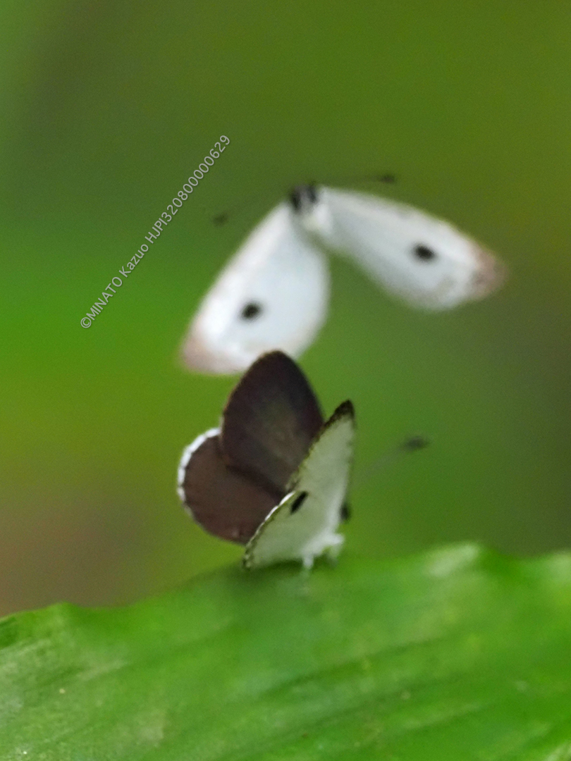 リュウキュウウラボシシジミ