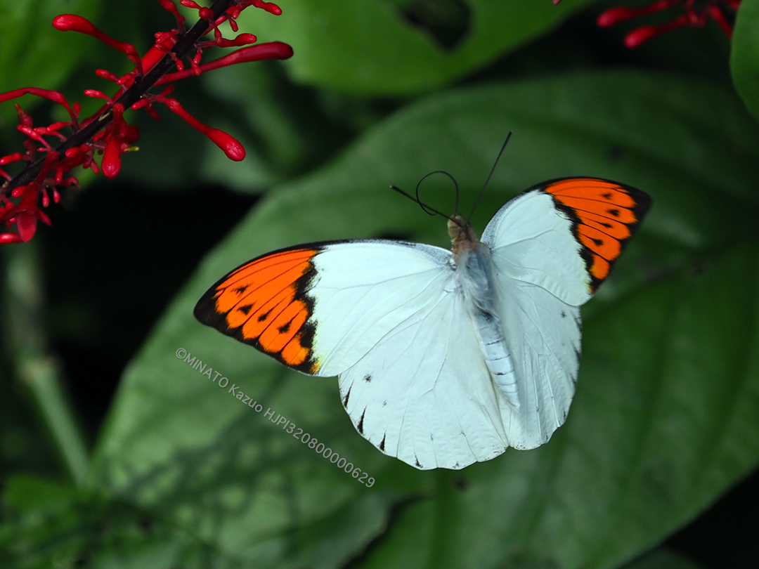 ツマベニチョウ