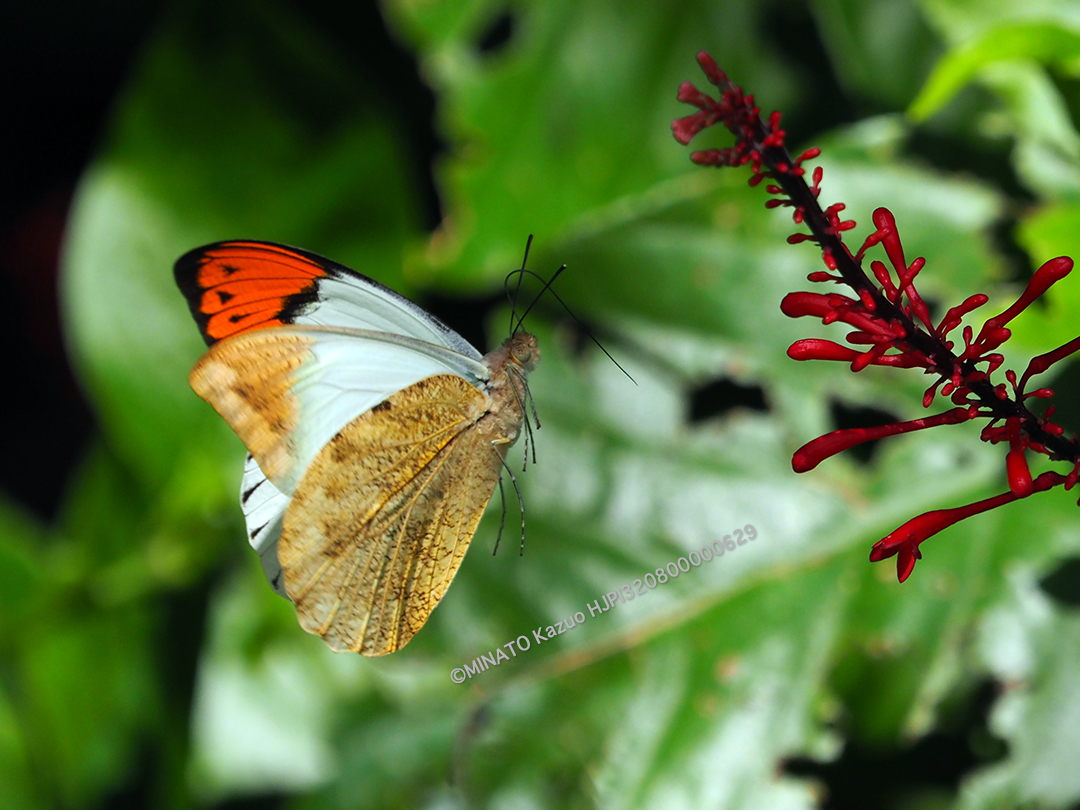 ツマベニチョウ