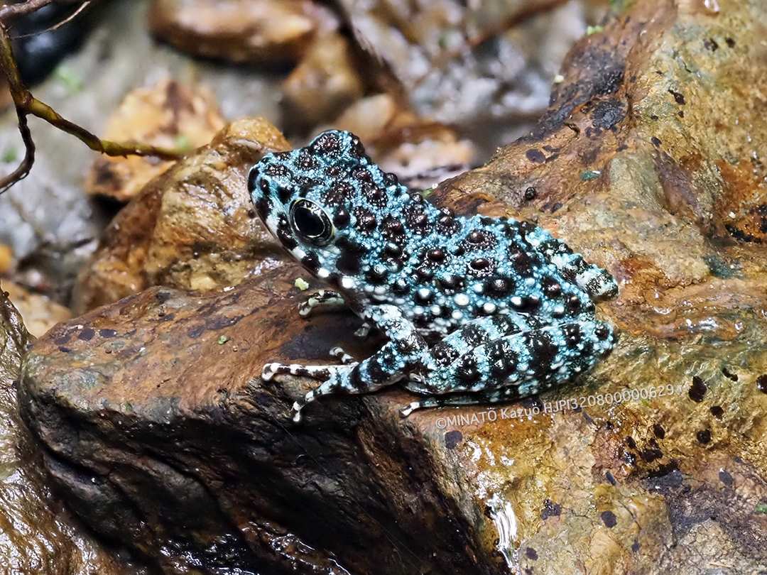 オキナワイシカワガエル