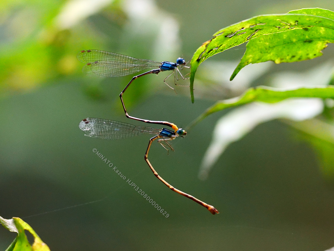 リュウキュウルリモントンボ