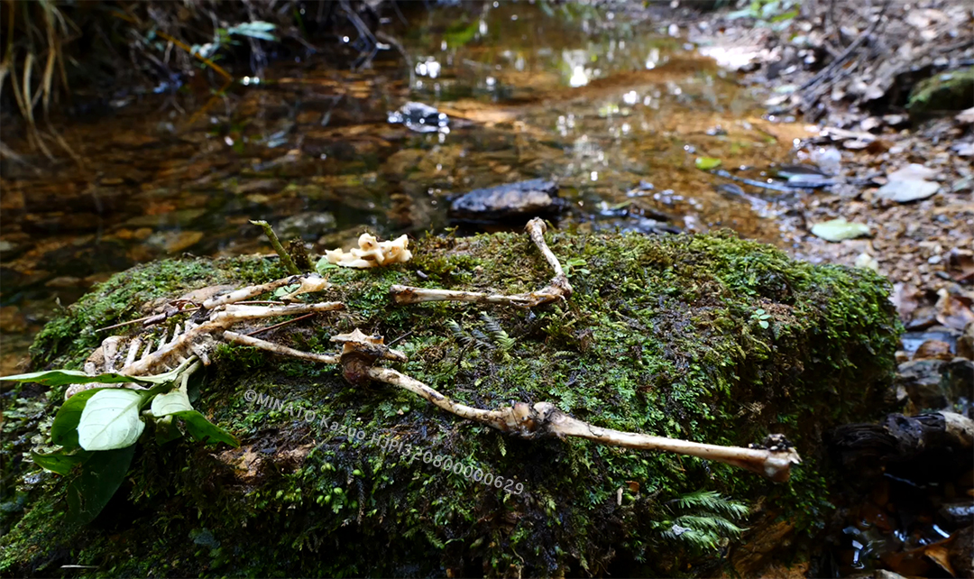 ヤンバルクイナ骨格