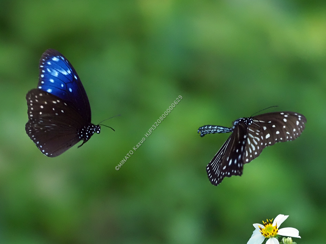 ツマムラサキマダラ求愛行動