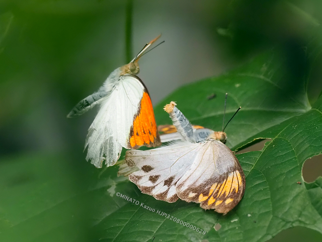 ツマベニチョウ