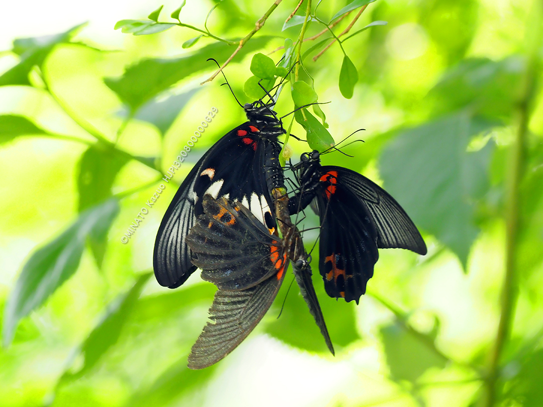 ナガサキアゲハ