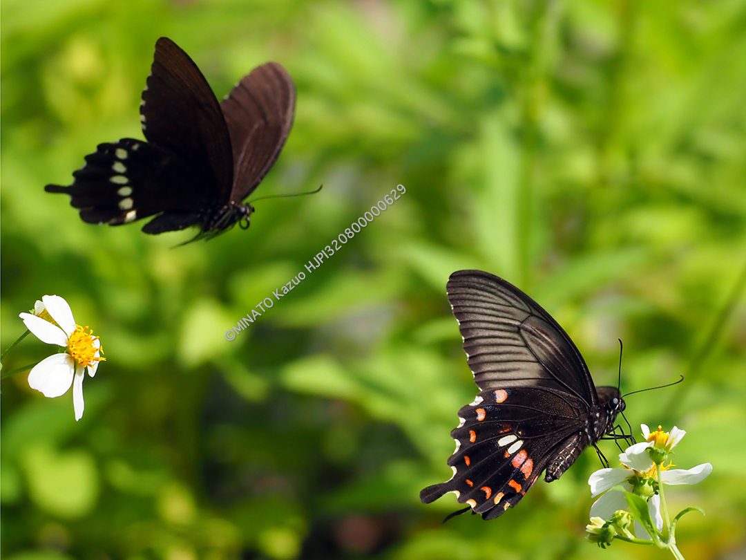シロオビアゲハII型雌（右）