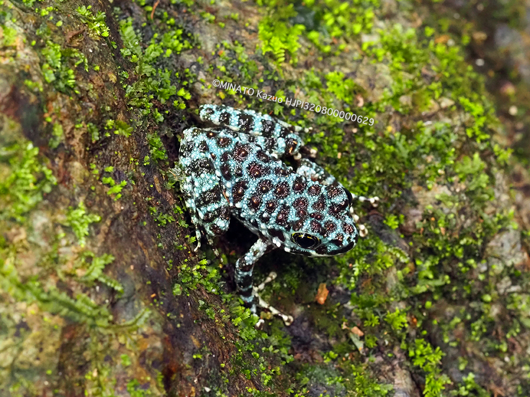 オキナワイシカワガエル青色変異幼体