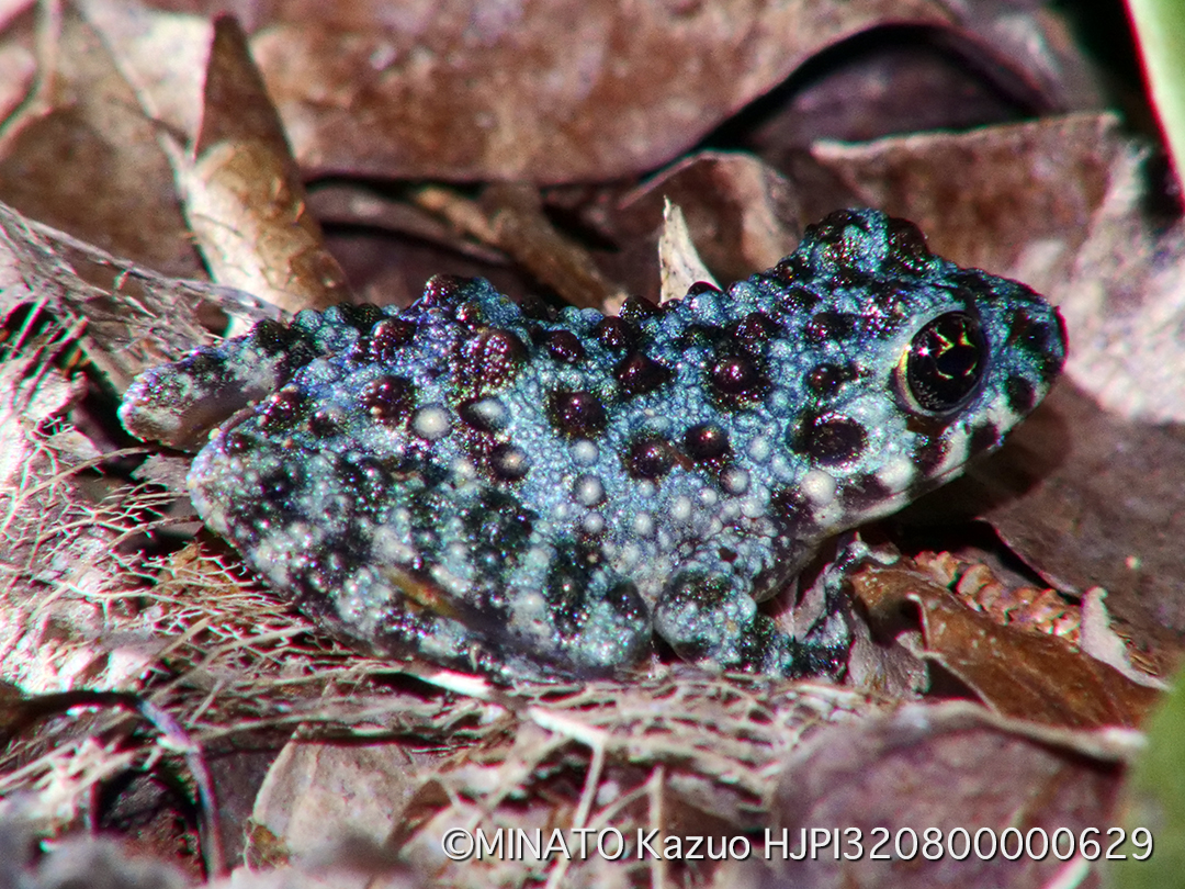 オキナワイシカワガエル青色変異幼体
