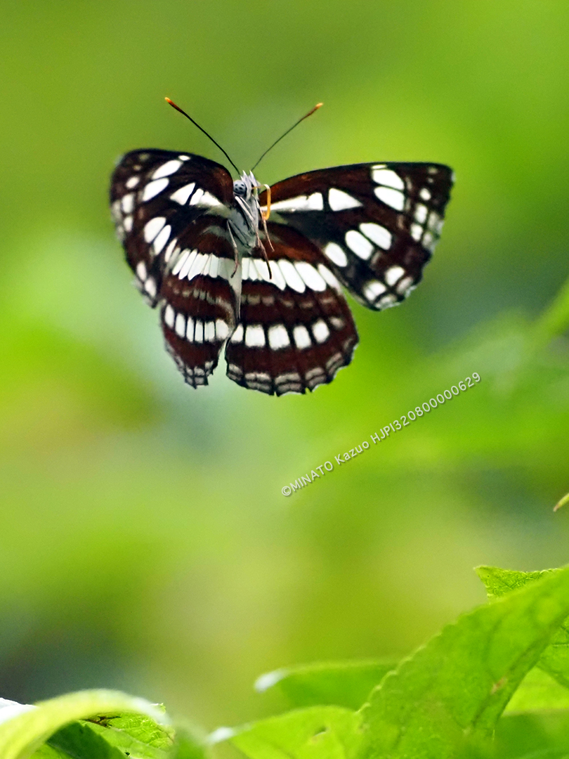 リュウキュウミスジ