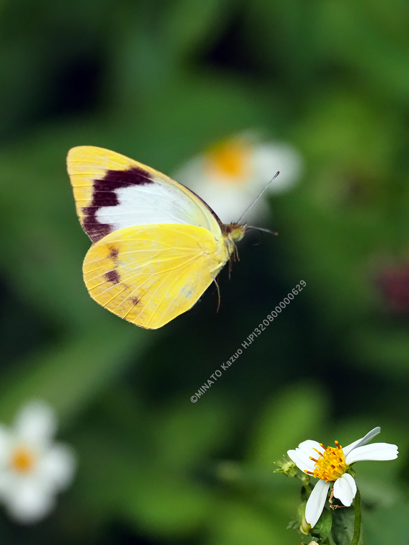 ナミエシロチョウ