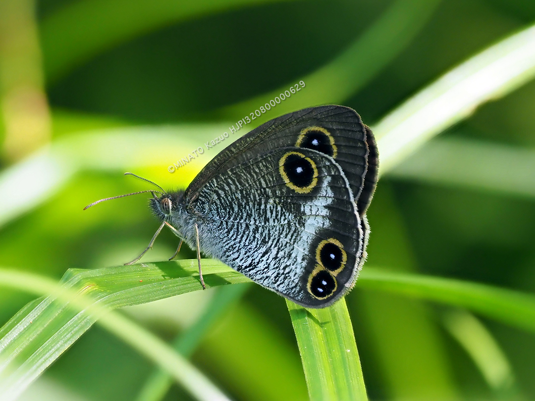 リュウキュウウラナミジャノメ