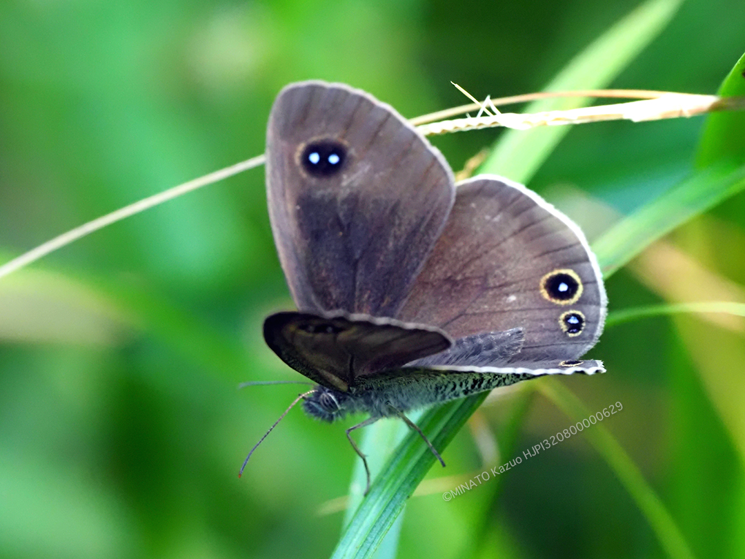 リュウキュウウラナミジャノメ