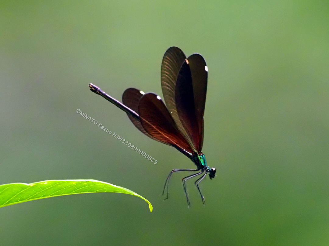 リュウキュウハグロトンボ雌
