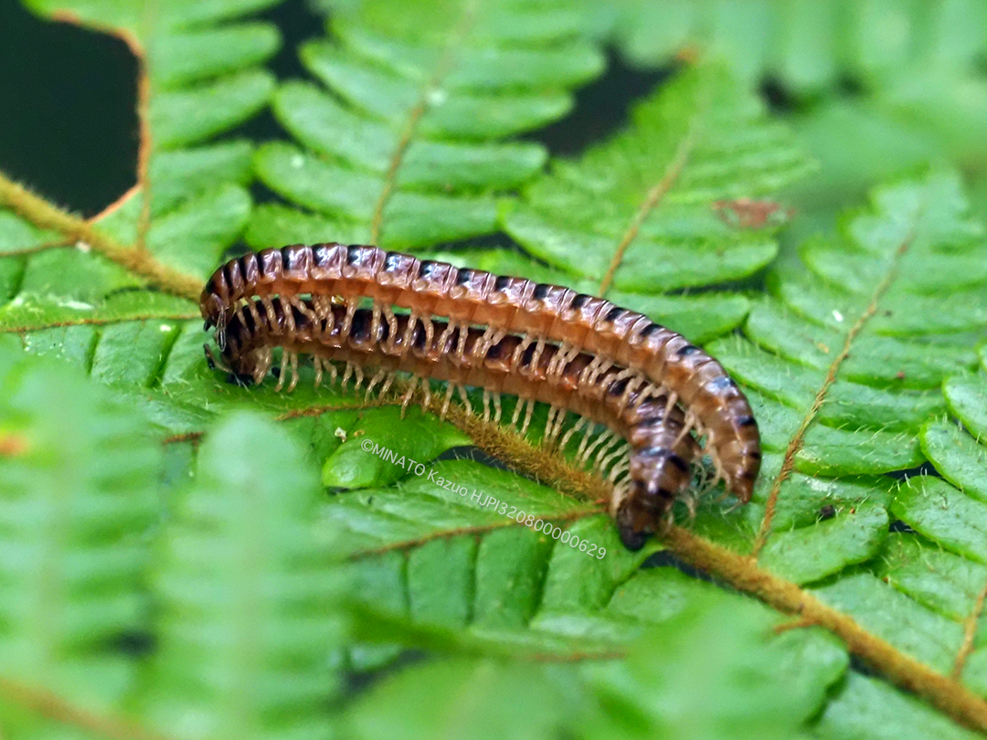 ヤンバルトサカヤスデ