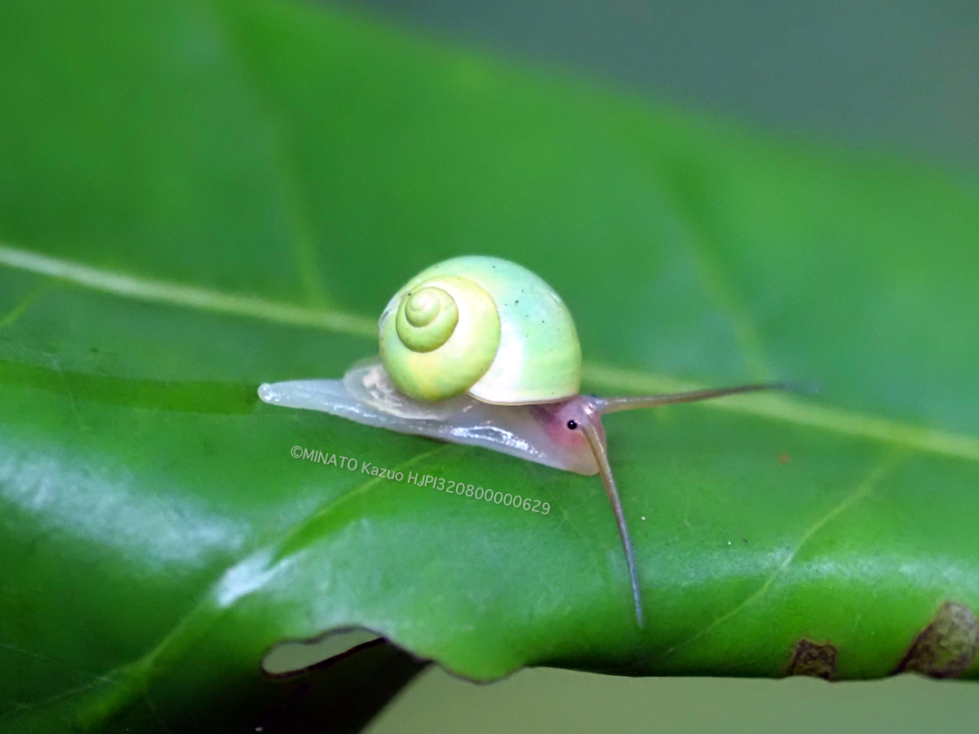 アオミオカタニシ