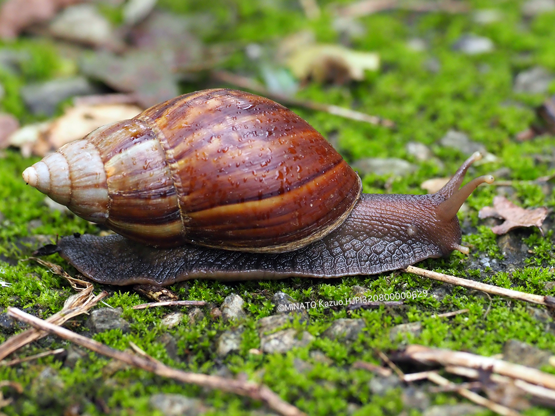 アフリカマイマイ